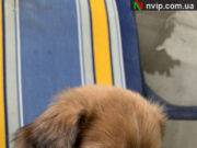 Продам цуценят у хороші руки