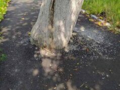 У Нововолинську хворе дерево “укріпили” асфальтом. ФОТО У Нововолинську хворе дерево "укріпили" асфальтом. ФОТО