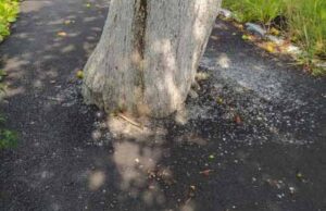 У Нововолинську хворе дерево “укріпили” асфальтом. ФОТО У Нововолинську хворе дерево "укріпили" асфальтом. ФОТО