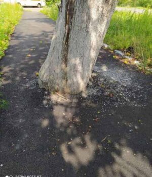 116484940_944796509371976_5530477448122145539_o У Нововолинську хворе дерево "укріпили" асфальтом. ФОТО