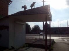 На даху нововолинської будівлі гуляли кози. ФОТО На даху нововолинської будівлі гуляли кози. ФОТО