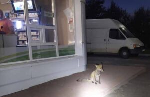 На автозаправці у Нововолинську гуляв лис. ФОТО На автозаправці у Нововолинську гуляв лис. ФОТО