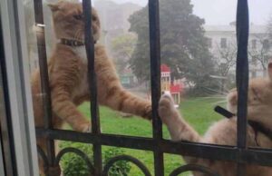 У Нововолинську знову знайшли отруєного котика У Нововолинську знову знайшли отруєного котика