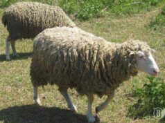 Ченців Низкиницького монастиря обікрали Ченців Низкиницького монастиря обікрали