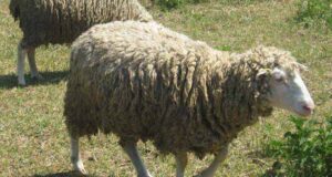 Ченців Низкиницького монастиря обікрали Ченців Низкиницького монастиря обікрали