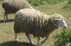 Ченців Низкиницького монастиря обікрали Ченців Низкиницького монастиря обікрали