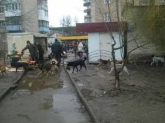 У Нововолинську безпритульні собаки накинулися один на одного біля візочка з маленькою дитиною У Нововолинську безпритульні собаки накинулися один на одного біля візочка з маленькою дитиною