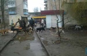 У Нововолинську безпритульні собаки накинулися один на одного біля візочка з маленькою дитиною У Нововолинську безпритульні собаки накинулися один на одного біля візочка з маленькою дитиною