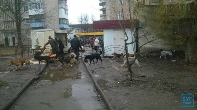 У Нововолинську безпритульні собаки накинулися один на одного біля візочка з маленькою дитиною У Нововолинську безпритульні собаки накинулися один на одного біля візочка з маленькою дитиною