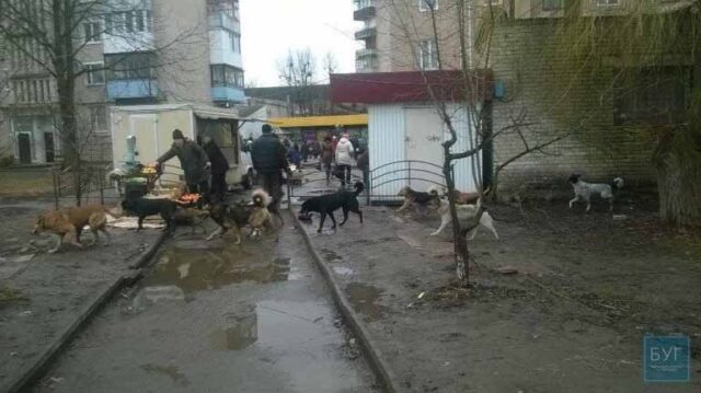 Бродячі собаки: що робити? Бродячі собаки: що робити?