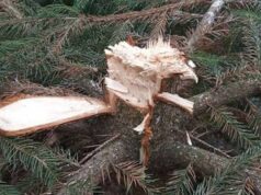 1000 гривень винагороди за інформацію про ялинку, яку зрізали у Нововолинську 1000 гривень винагороди за інформацію про ялинку