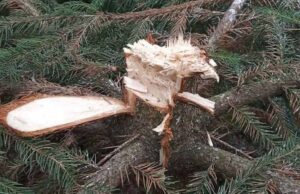 1000 гривень винагороди за інформацію про ялинку, яку зрізали у Нововолинську 1000 гривень винагороди за інформацію про ялинку