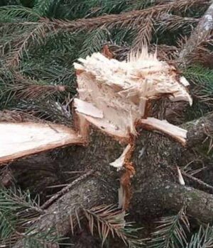 1000 гривень винагороди за інформацію про ялинку