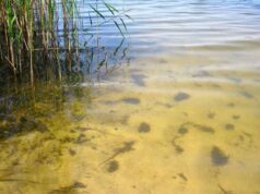 На річці Лузі і озері у Соловичах вода не відповідає санітарно-гігієнічним нормативам На річці Лузі і озері у Соловичах вода не відповідає санітарно-гігієнічним нормативам