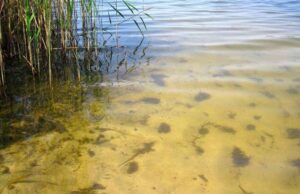 На річці Лузі і озері у Соловичах вода не відповідає санітарно-гігієнічним нормативам На річці Лузі і озері у Соловичах вода не відповідає санітарно-гігієнічним нормативам