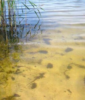 На річці Лузі і озері у Соловичах вода не відповідає санітарно-гігієнічним нормативам