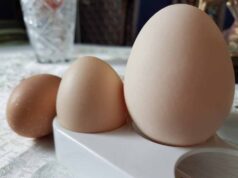 Юрій Єлева знайшов велетенське яйце вагою 120 грам Юрій Єлева знайшов велетенське яйце вагою 120 грам