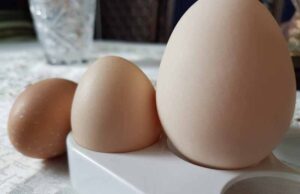 Юрій Єлева знайшов велетенське яйце вагою 120 грам Юрій Єлева знайшов велетенське яйце вагою 120 грам