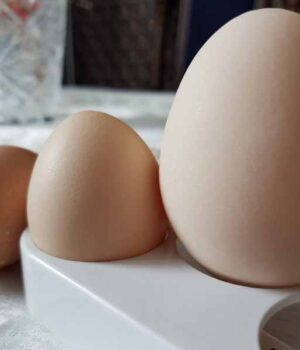 Юрій Єлева знайшов велетенське яйце вагою 120 грам