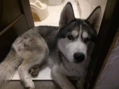 У соцмережі Фейсбук шукають господаря собаки породи «Хаскі» У соцмережі Фейсбук шукають господаря собаки породи «Хаскі»