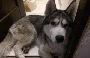 У соцмережі Фейсбук шукають господаря собаки породи «Хаскі» У соцмережі Фейсбук шукають господаря собаки породи «Хаскі»