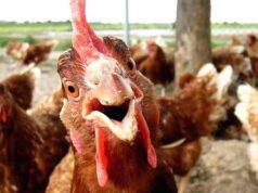 Рецидивіст вкрав… 9 курей! Рецидивіст вкрав... 9 курей!