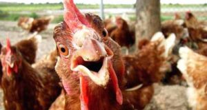 Рецидивіст вкрав… 9 курей! Рецидивіст вкрав... 9 курей!