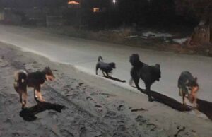 “Я думала, що додому вже не дійду”, – дівчина про інцидент із бродячими собаками "Я думала