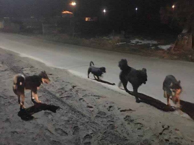 “Я думала, що додому вже не дійду”, – дівчина про інцидент із бродячими собаками "Я думала