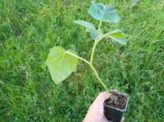 У Благодатному висадили 20 декоративних дерев У Благодатному висадили 20 декоративних дерев