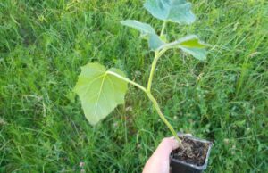 У Благодатному висадили 20 декоративних дерев У Благодатному висадили 20 декоративних дерев