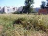 Місто заростає чагарниками! Благоустрій по-нововолинськи, частина друга. Місто заростає чагарниками! Благоустрій по-нововолинськи