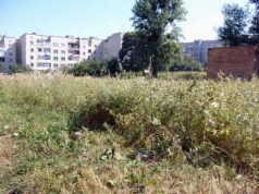 Місто заростає чагарниками! Благоустрій по-нововолинськи, частина друга. Місто заростає чагарниками! Благоустрій по-нововолинськи