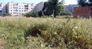 Місто заростає чагарниками! Благоустрій по-нововолинськи, частина друга. Місто заростає чагарниками! Благоустрій по-нововолинськи