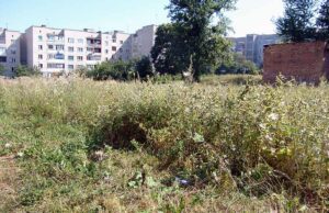 Місто заростає чагарниками! Благоустрій по-нововолинськи, частина друга. Місто заростає чагарниками! Благоустрій по-нововолинськи