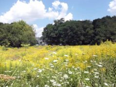 Хащі “козячого” парку Хащі "козячого" парку