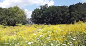 Хащі “козячого” парку Хащі "козячого" парку