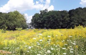 Хащі “козячого” парку Хащі "козячого" парку