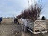 22 000 молодих яблунь планують висадити цієї осені у Нововолинській громаді 22 000 молодих яблунь планують висадити цієї осені у Нововолинській громаді