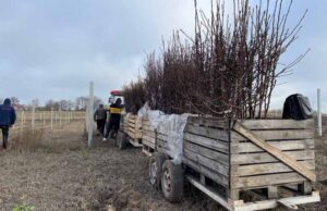 22 000 молодих яблунь планують висадити цієї осені у Нововолинській громаді 22 000 молодих яблунь планують висадити цієї осені у Нововолинській громаді