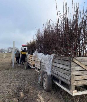 22 000 молодих яблунь планують висадити цієї осені у Нововолинській громаді