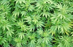 Нововолинця, який вирощував коноплю на дачі, оштрафували на 1700 гривень Нововолинця