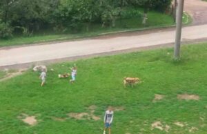 У Нововолинську бездомні собаки ходять за дітьми зграями У Нововолинську бездомні собаки ходять за дітьми зграями