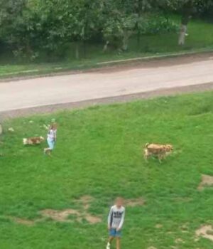 333_10 У Нововолинську бездомні собаки ходять за дітьми зграями