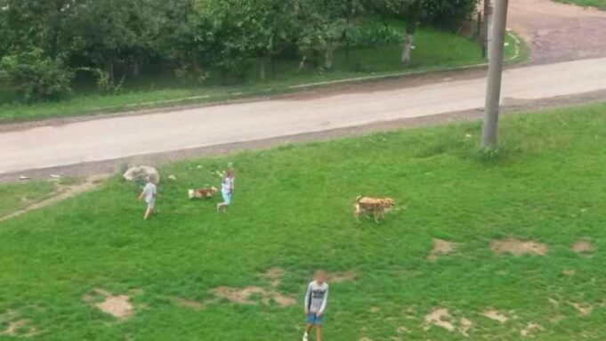 У Нововолинську бездомні собаки ходять за дітьми зграями У Нововолинську бездомні собаки ходять за дітьми зграями