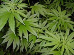 У нововолинця вилучили маріхуану У нововолинця вилучили маріхуану