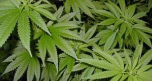 У нововолинця вилучили маріхуану У нововолинця вилучили маріхуану