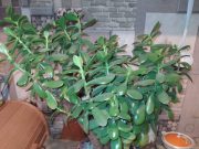 Продам грошове дерево