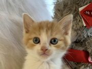 Маленьке сонечко все ще шукає дім!