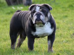 Жителька Нововолинська відсудила 50 тисяч у власника бульдога за відкушений палець у судовому процесі Жителька Нововолинська відсудила 50 тисяч у власника бульдога за відкушений палець у судовому процесі